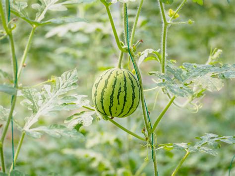 wassermelone im garten melonen anbauen 6 tipps aussaat im frühjahr im frühbeet bei 20ºc im