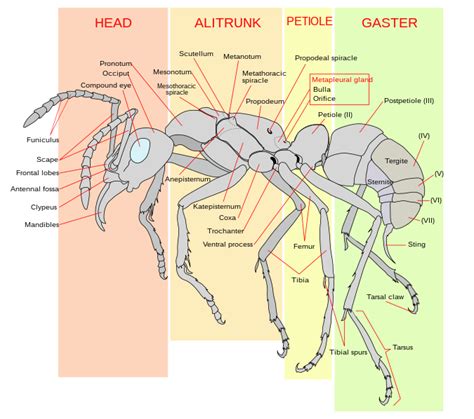 Ant Wikipedia