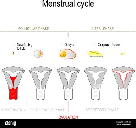 Ciclo Menstrual Ciclo Ovárico Fase Folicular Y Fase Lútea Ciclo