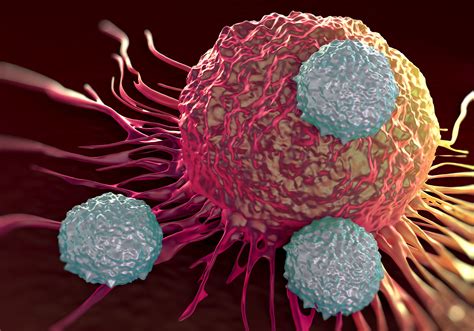 Key Step Discovered To The Successful T Cell Invasion Of Tumors