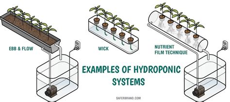 Hydroponics 101 What You Need To Start Growing