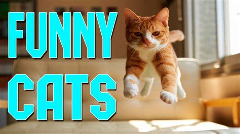 Funny Cats Compilation April 2016 Funny Cats 2016 Funny Cat Videos