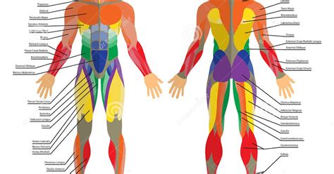 Human Muscles Diagram Human Leg Muscles Diagram