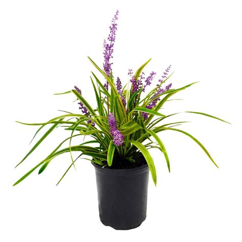Liriope Variegated 1 Gallon Plants Direct To You