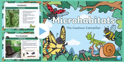 KS1 Microhabitats PowerPoint Resources Teacher Made