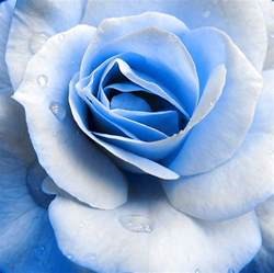 Image result for blue roses