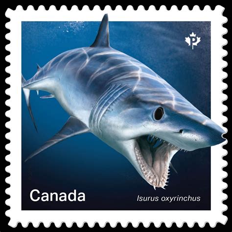 Canada 2018 Sharks In Canadian Water Shortfin Mako Shark Shark