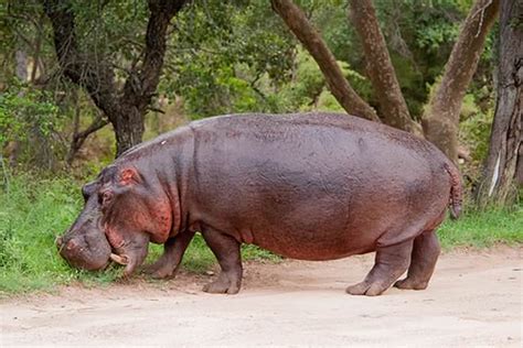 Hippopotamus Vs Rhinoceros Difference And Comparison Diffen