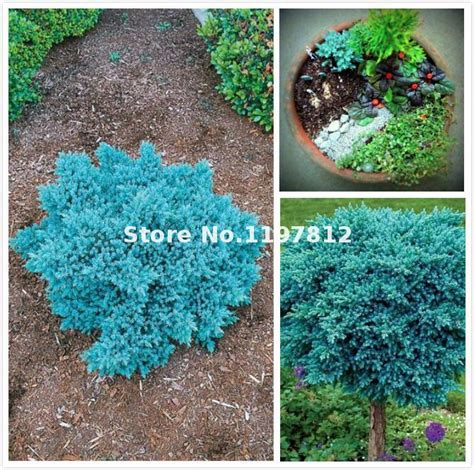 100 Pcs Evergreen Colorado Blue Spruce Bonsai Plants Picea Pungens