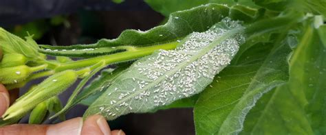 Greenhouse Whitefly Ghw Biobee