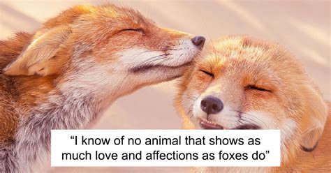 My 29 Photos Of Foxes Showing Love Might Just Be The Thing You Need For