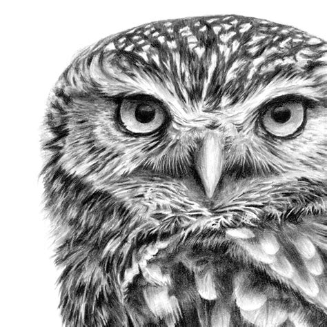 Original Little Owl Pencil Drawing In 2021 Owl Artwork Little Owl