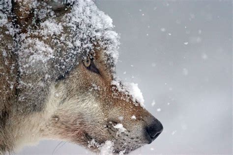 Cold Eurasian Wolf Pack Animal Predator Snow Wildlife Photography