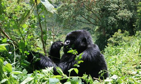 Gorillas Help Maintain Forests Photos Wwf