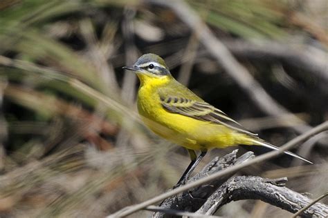 Western Yellow Wagtail Holmen Birding Safaris