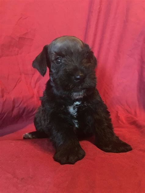 Daily brushing is recommended to maintain a healthy coat and avoid any matting. Miniature Schnauzer Puppies For Sale | Naples, TX #242111