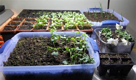 Tips For Setting Up Your Indoor Garden Veggie Gardener