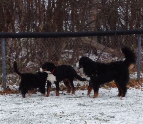 Play time...Bernese mountain dogs | Bernese mountain dog, Mountain dogs, Dogs
