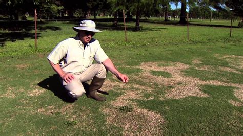 Spring Dead Spot Disease In Bermudagrass Youtube