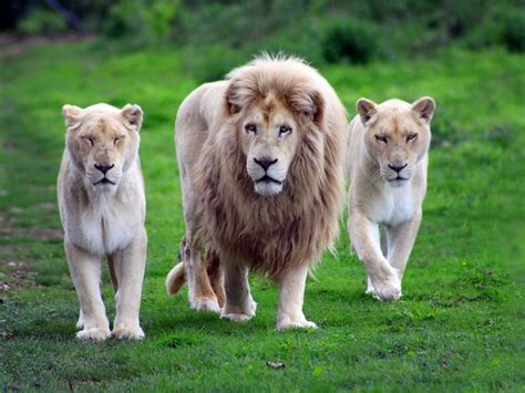 A Group Of Lionesses Group Of Lion Wild Animal Wallpaper Lion