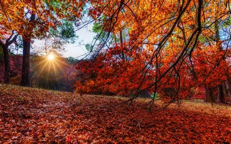 Download Wallpapers Autumn 4k Forest Yellow Trees Sun Rays