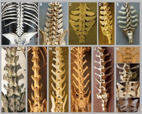 Lumbosacral Spines Of Fast And Slower Running Mammals Dorsal Views
