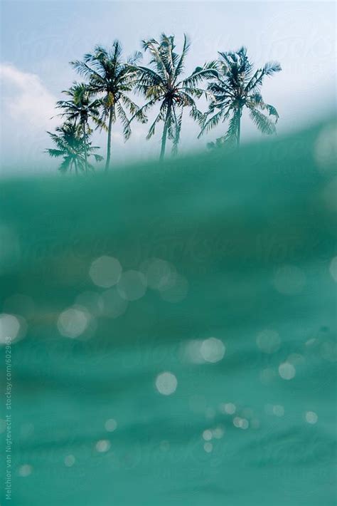 Palmtrees Above The Ocean By Stocksy Contributor Studio Melchior