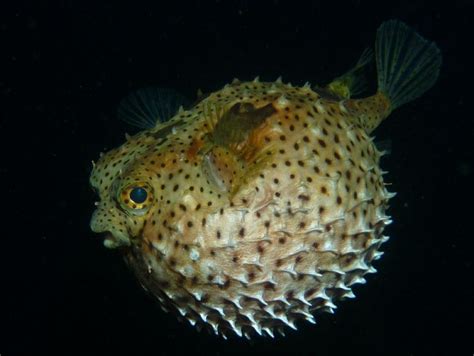 Puffer Fish Saltwater Aquarium Aquarium Fish Underwater Shipwreck