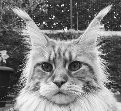 Grab outstanding cat ear headphones at alibaba.com and enjoy amazing specs that light up entertainment. Do Maine Coons Always Have Ear Tufts (aka Lynx Tips ...