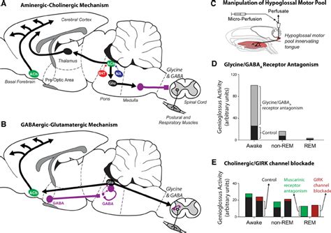 The Rapid Eye Movement Rem Sleep Generating Neuronal Machinery Download Scientific Diagram