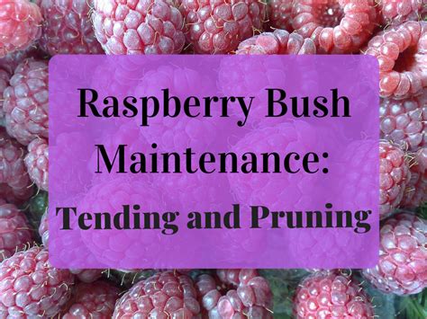 How And When To Plant And Prune Raspberry Bushes Dengarden