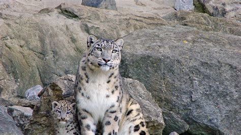 Download Wallpaper 2048x1152 Snow Leopards Rocks Steam Cub Ultrawide