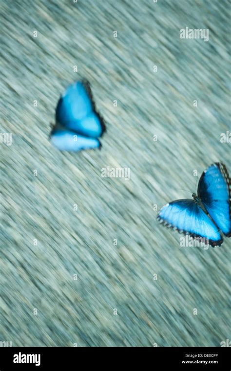 Mariposas Morfo Azul Fotografías E Imágenes De Alta Resolución Alamy
