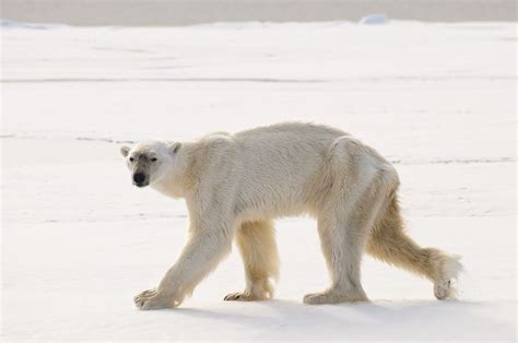 Polar Bear Awes With Record Breaking Dive Live Science