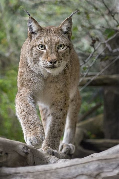 They are great for keeping your ears warm. All lynx have their characteristic ear tufts, but their ...