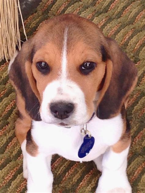 Pin By Dog Lover On Beagle Beagle Puppy Cute Beagles Baby Beagle