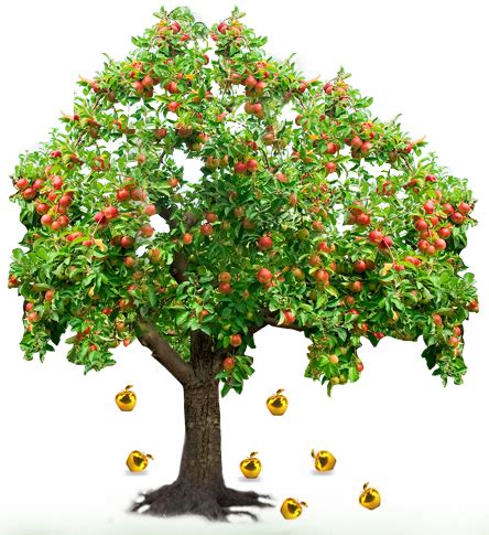 Fruit Tree Images PNG