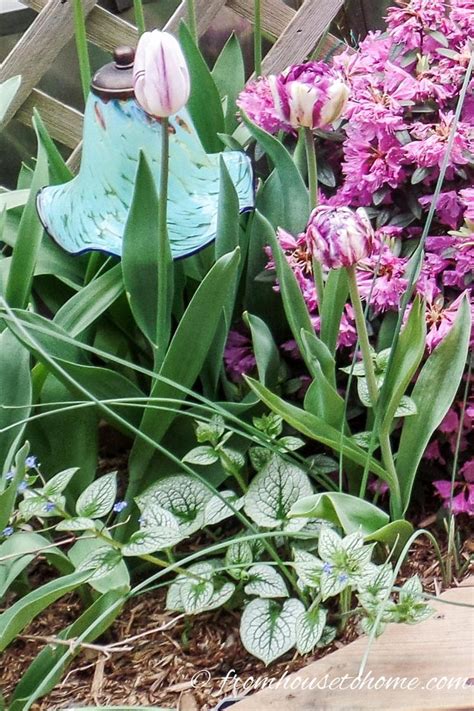 There are several that do well out of full sun. 8 Beautiful Shade Perennials to Combine With Spring Bulbs ...