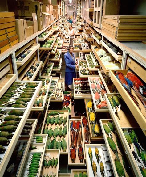 Rare Behind The Scenes Look At The Vast Collection Of The Smithsonians