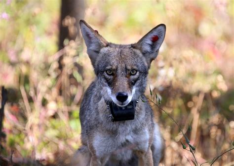 How Coyotes Made Their Homes In Americas Cities The Verge