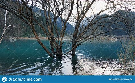 A Mountain Lake With Turquoise Water Flooded Trees Stock Photo Image