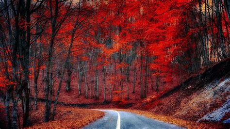 803416 Roads Forests Autumn Trees Rare Gallery Hd Wallpapers