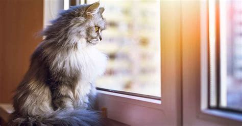 Since the signs of separation anxiety could also indicate other health concerns, diagnosing any emotional disorder always starts with a thorough medical workup to rule out medical treatment for all anxiety disorders can be divided into three categories Vet Q&A: How can I stop my cat getting separation anxiety ...