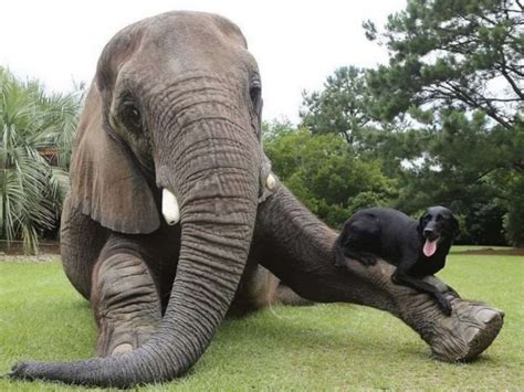 La Insólita Amistad Entre Un Elefante Y Un Perro Bioguia