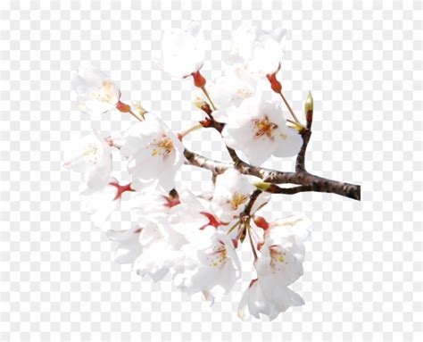 Cherry Blossom Emoji I Started With The Cherry Blossom Emoji