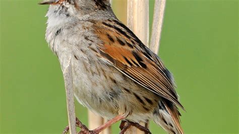 Angry Sparrows Shy Birds Show Aggression With Wings