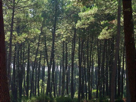 Impressions De La Forêt Landaise 5 Eindrücke Von Dem Landes Wald