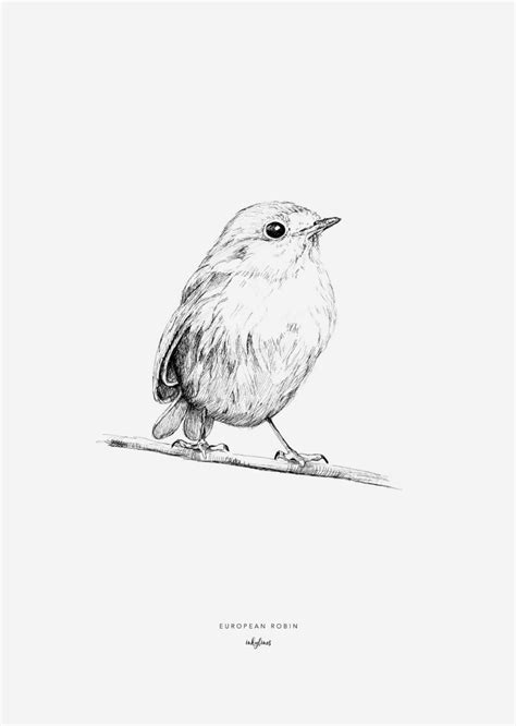 Birds European Robin Bird Sketch Bird Drawings Animal Drawings