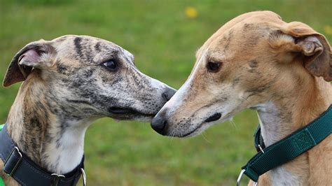 Thousands Of Florida Greyhounds Will Need New Homes After Dog Racing