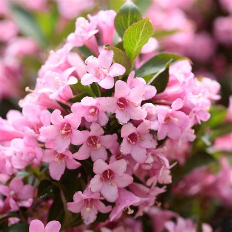 Plants grow best in moist soils. Weigela Rosea - Medium Shrubs & Trees (1-2.5m) - Shrubs By ...